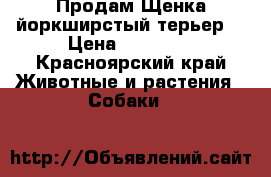 Продам Щенка йоркширстый терьер  › Цена ­ 15 000 - Красноярский край Животные и растения » Собаки   